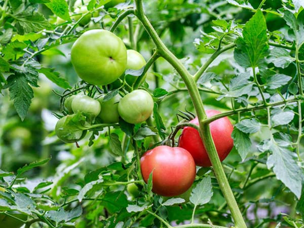 西红柿在生长期内，掌握施肥规律，补充微量元素，提供有利环境